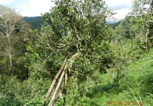 2022白沙河古樹(shù)春茶特點(diǎn)？