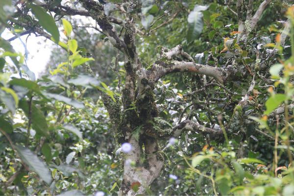 2022年茶氣狂野，香柔蜜韻的刮風(fēng)寨茶坪古樹(shù)茶