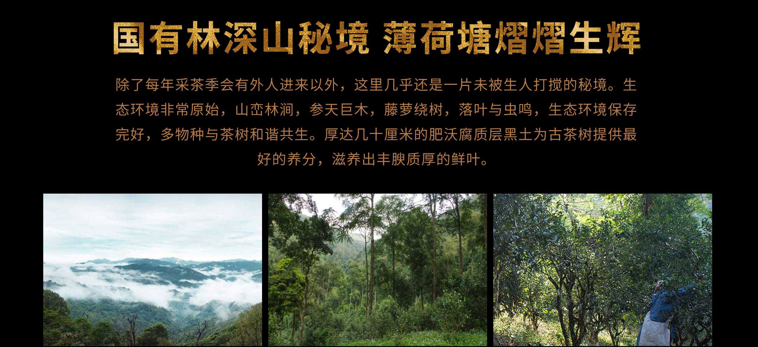 2022年薄荷塘古樹(shù)春茶特點(diǎn)？