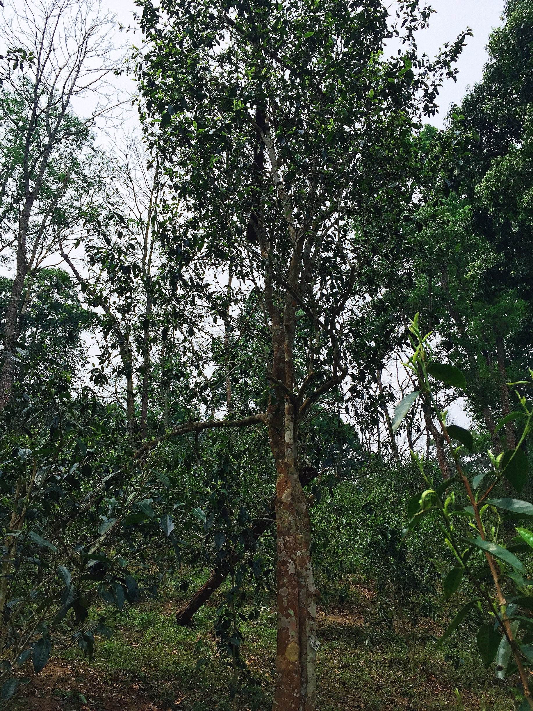 2022年薄荷塘古樹(shù)春茶：茶行業(yè)的金字招牌