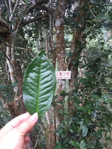 2022年薄荷塘古樹(shù)春茶價(jià)格？