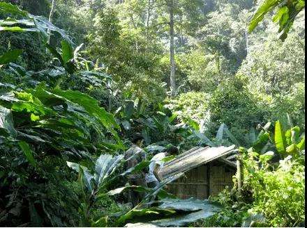 2022年薄荷塘古樹(shù)春茶多少錢(qián)一公斤？