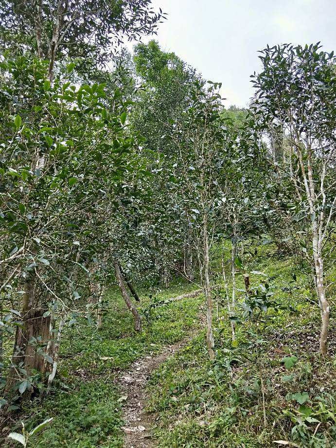 2022年多依樹(shù)古樹(shù)春茶特點(diǎn)？