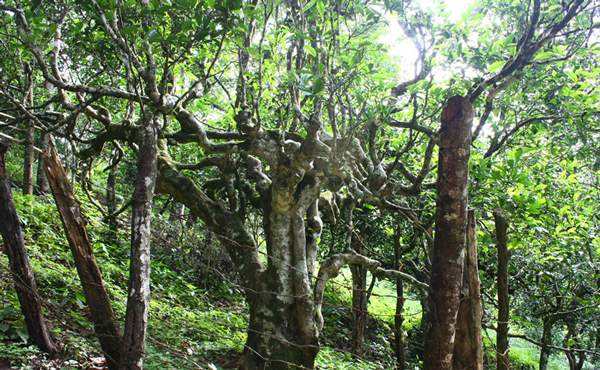 2022年多依樹(shù)古樹(shù)春茶口感？