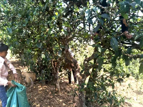 2022年易武張家灣古樹春茶特點？