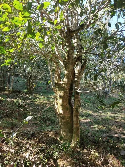 2022年易武張家灣古樹春茶多少錢一公斤？