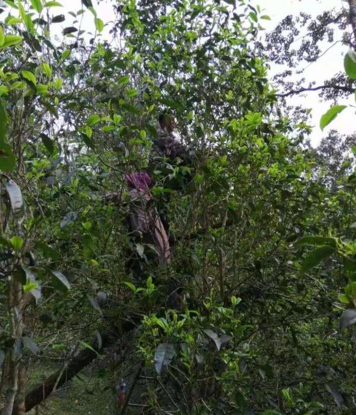 2022年一扇磨古樹春茶特點？