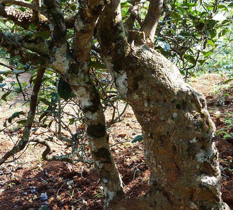 2022年一扇磨山林之息，雨林之味，原始之態(tài)