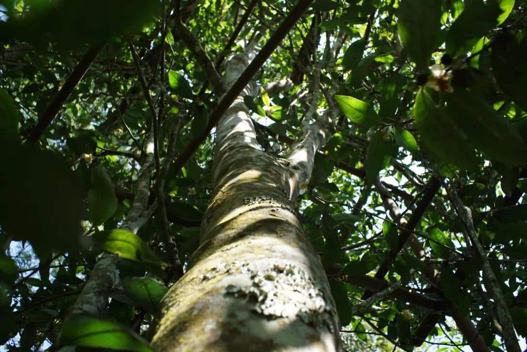 2022年香椿林古樹春茶口感？