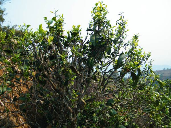 2022年香椿林古樹春茶價格？