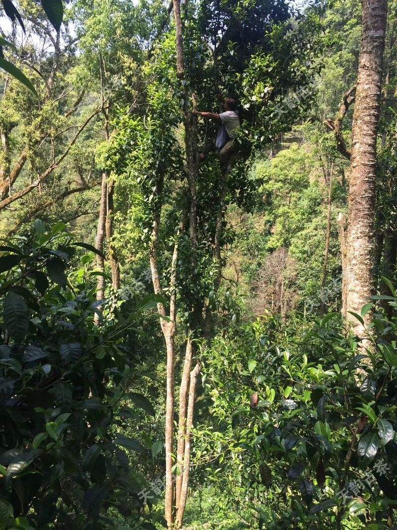 2022年天門山古樹春茶口感？