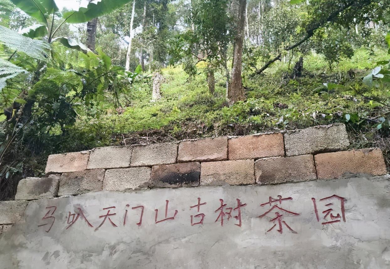 2022年天門山古樹春茶多少錢一公斤？