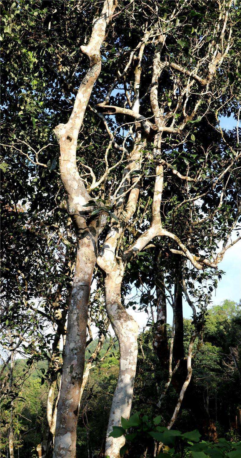 2022年天門山高桿古樹茶，神秘存在的好茶