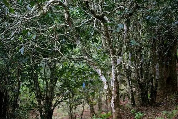 2022年高山寨古樹春茶特點？