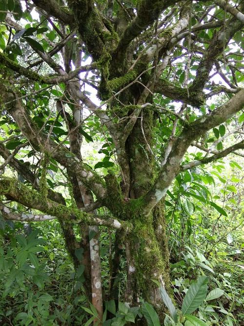 2022年高山寨古樹春茶口感？