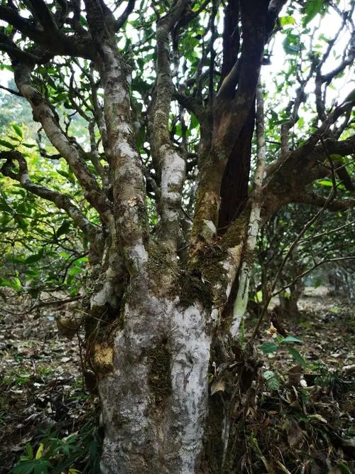 2022年高山寨古樹春茶價格？