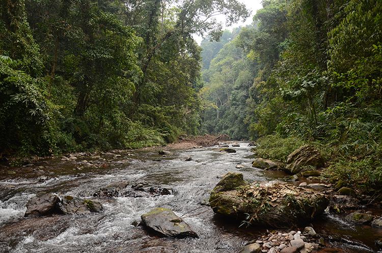 2022年銅箐河古樹春茶特點？