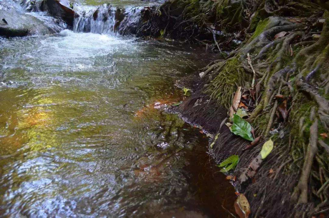 2022年銅箐河古樹春茶口感？