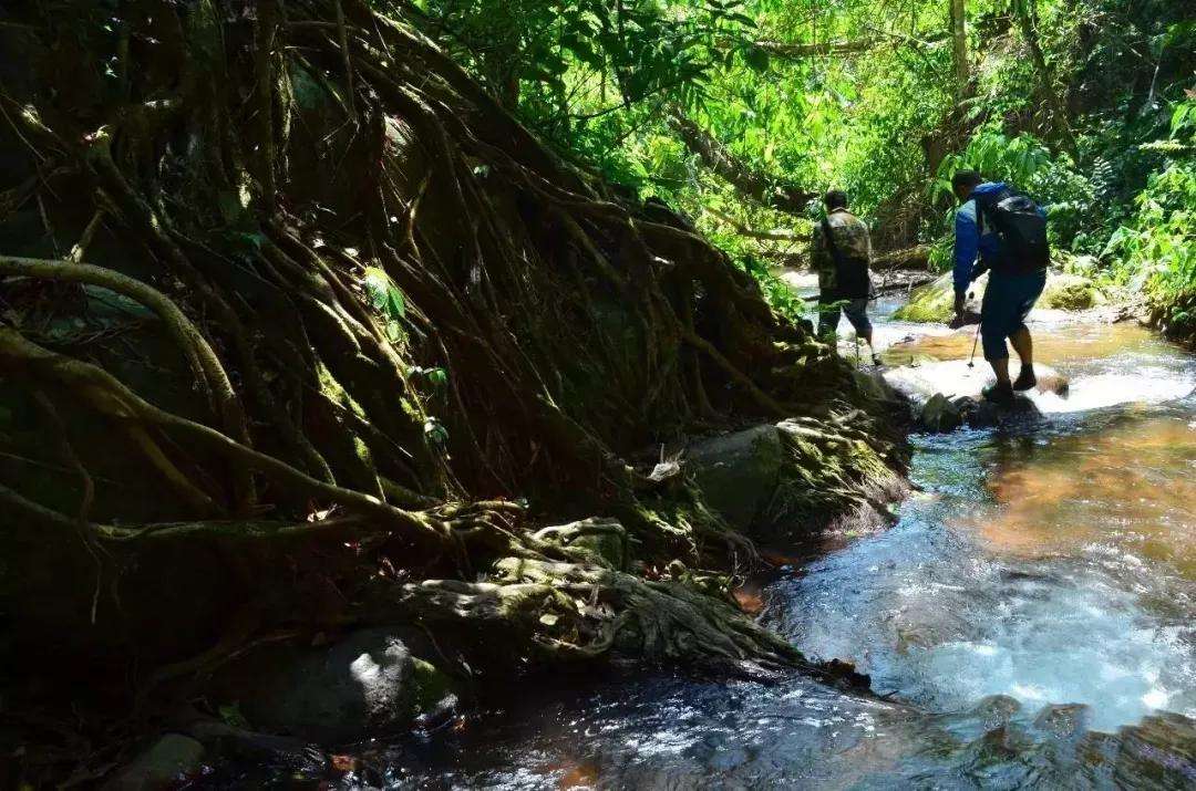 2022年銅箐河古樹春茶價格？