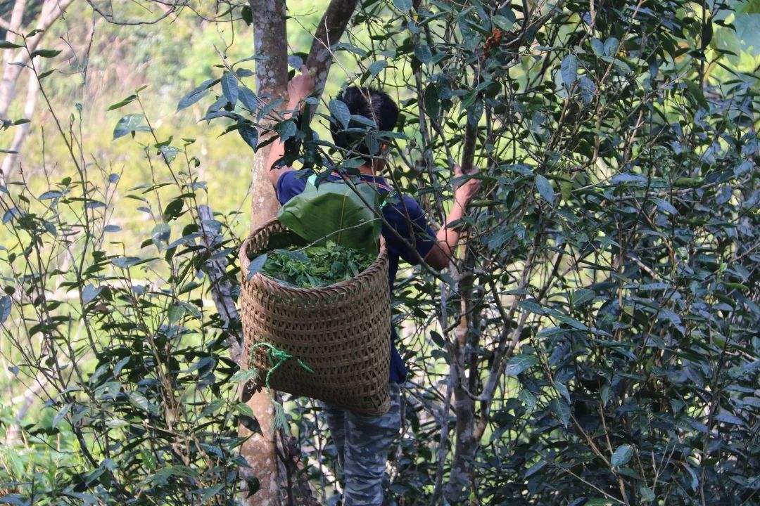 2022年百花潭古樹春茶特點？