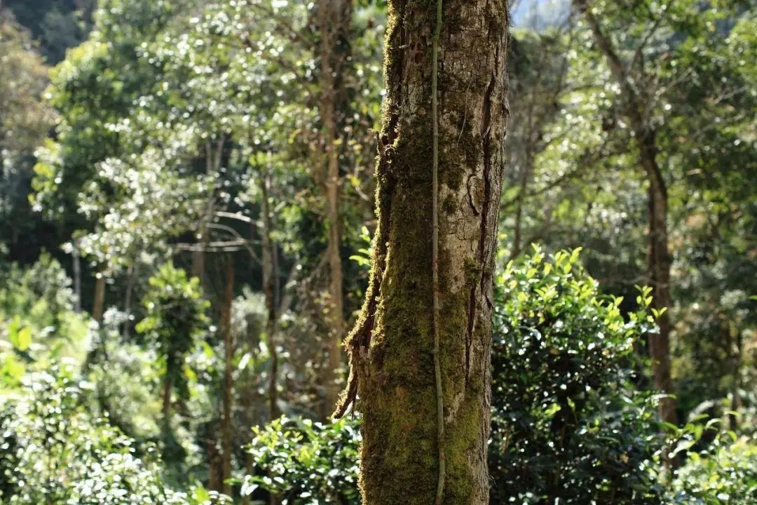 2022年百花潭古樹春茶口感？
