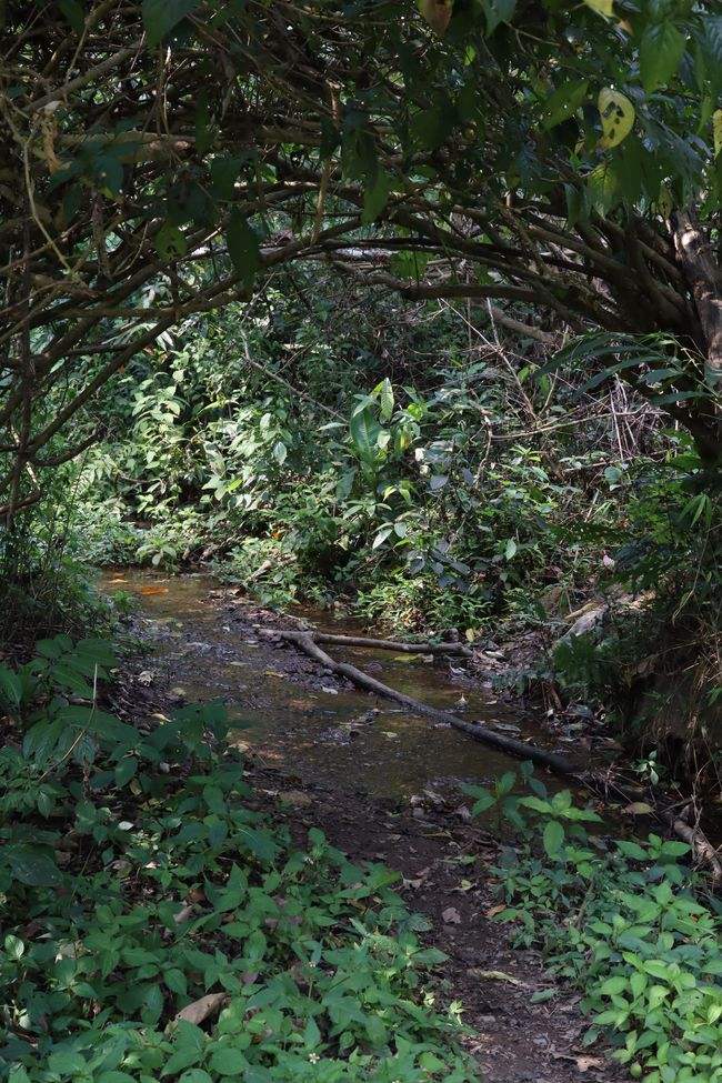 2022年蟒蛇箐古樹春茶特點？