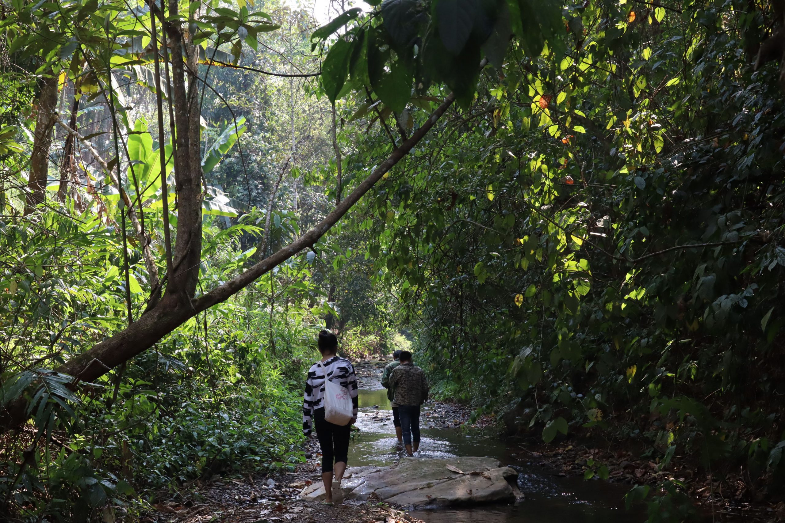 2022年蟒蛇箐古樹春茶口感？