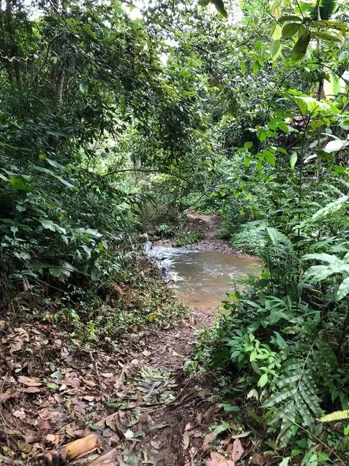 2022年蟒蛇箐古樹春茶價格？