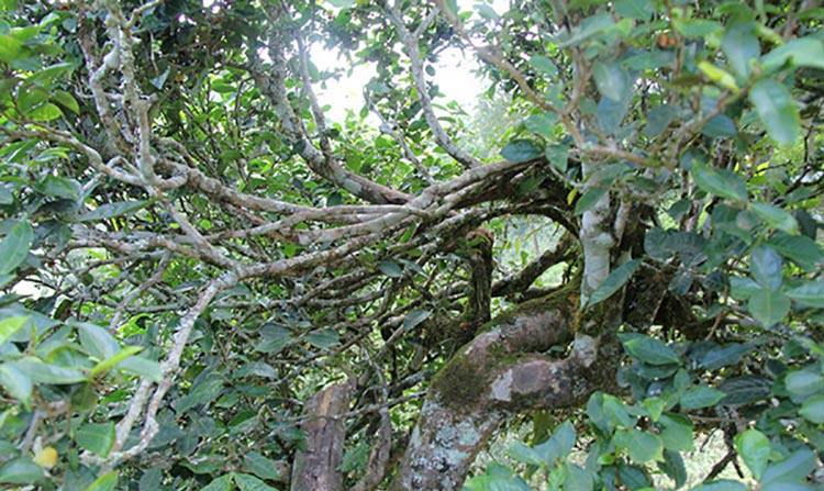 2022年倚邦曼拱古樹春茶特點？