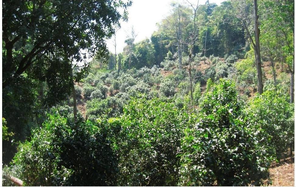 2022年大黑樹林古樹春茶口感？