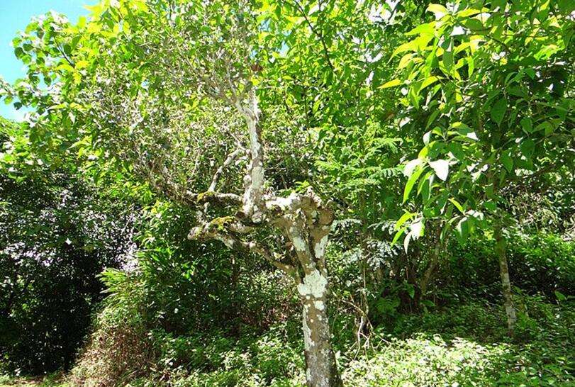 2022年大黑樹林古樹春茶價格？