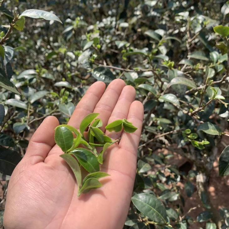 2022年倚邦貓耳朵古樹(shù)春茶口感？