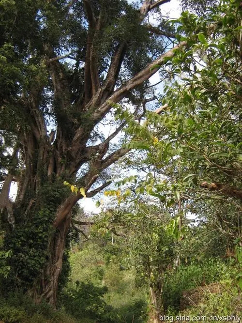 2022年蠻磚古樹春茶多少錢一公斤？