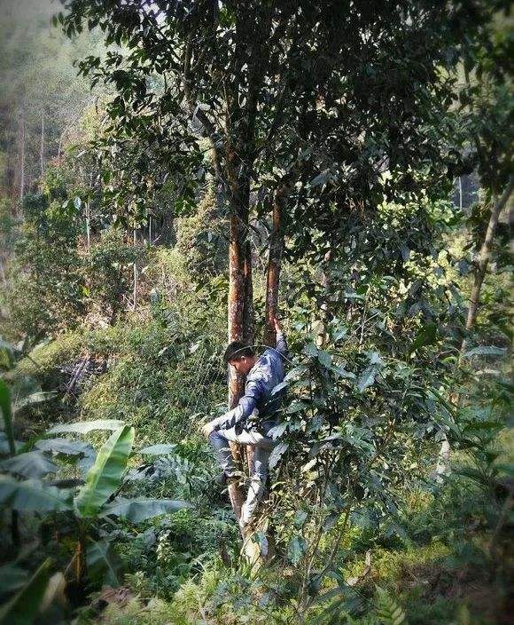 2022年桃子寨古樹春茶特點？