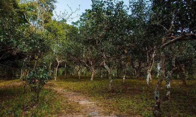 2022年桃子寨古樹春茶價格？