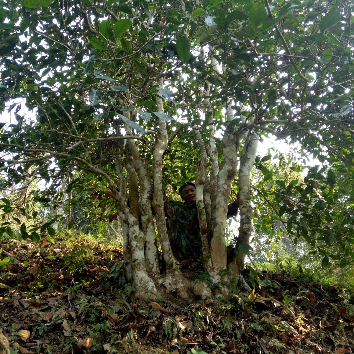 2022年蠻磚瓦龍古樹春茶特點(diǎn)？