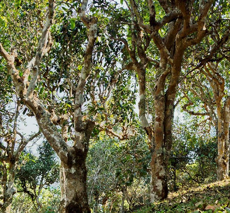 2022年蠻磚瓦龍古樹春茶價(jià)格？