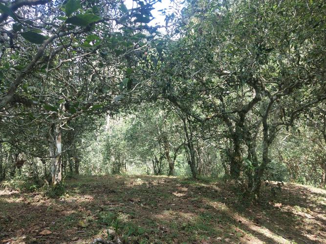 2022年革登古樹春茶多少一公斤？