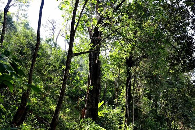 2022年革登古樹春茶，可飲可藏的絕佳茶品