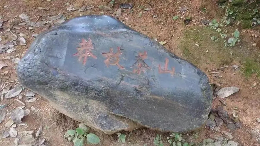 2022年莽枝古樹春茶特點？