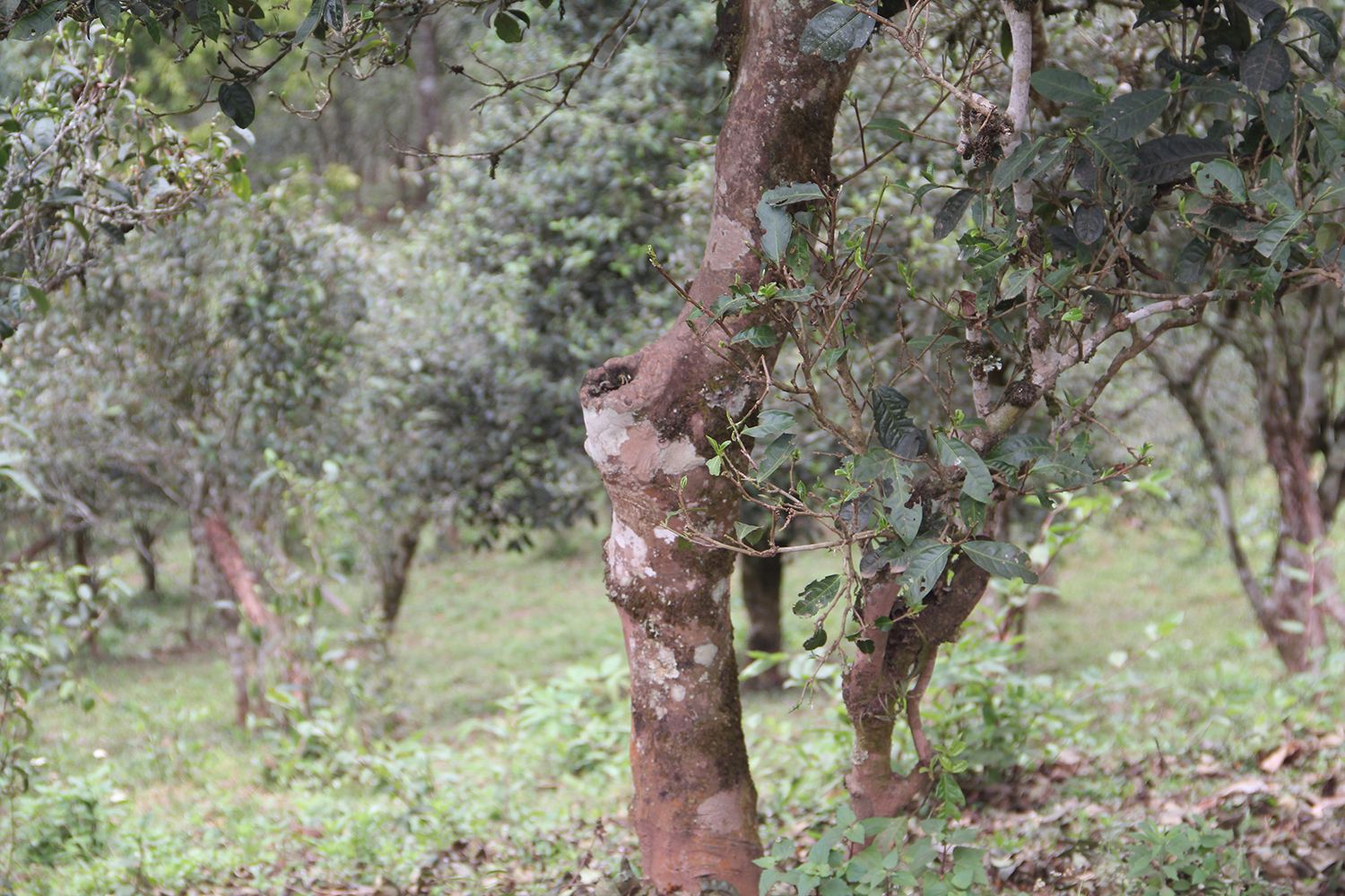 2022年莽枝古樹春茶價格？