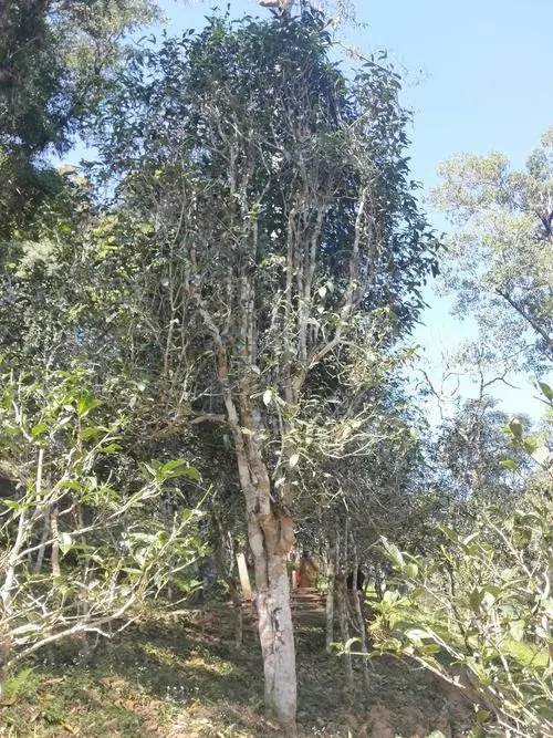 2022年莽枝古樹春茶多少錢一公斤？