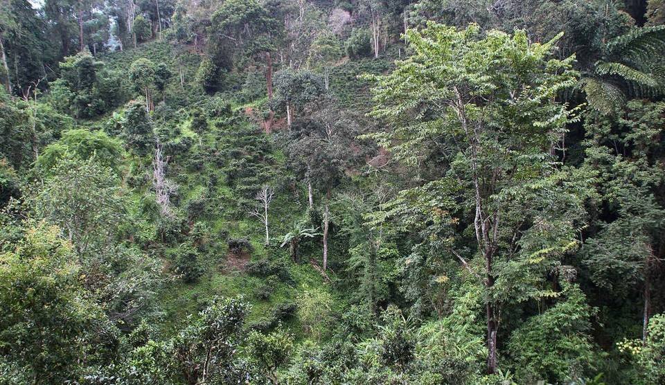 2022年攸樂古樹春茶價格？