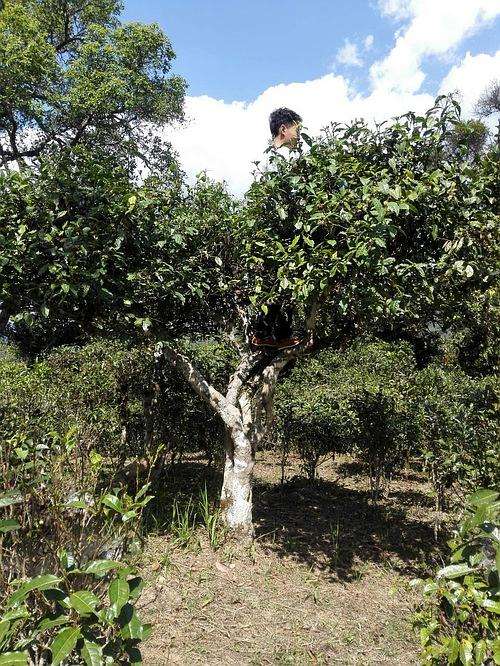 2022年攸樂古樹春茶多少錢一公斤？