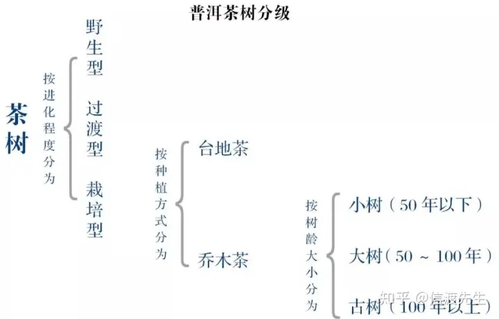 2022年按順序排列普洱茶樹等級 怎么分？