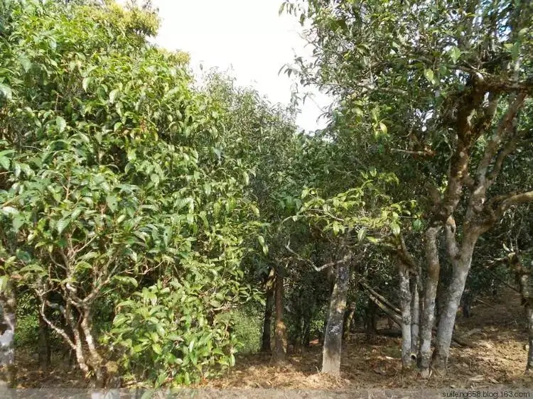 普洱茶山野味怎么解釋？