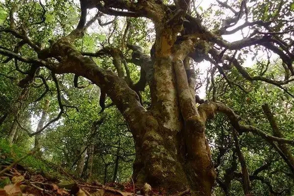 冰島！普洱茶界最有名的山頭，一次性把冰島茶講清楚！