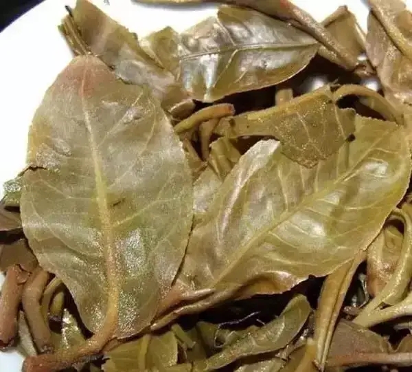 怎么看古樹普洱茶葉底？