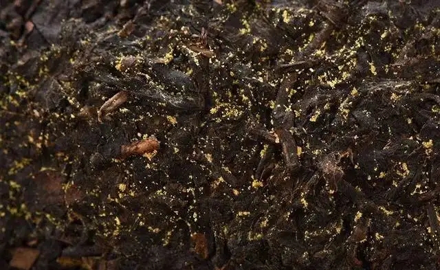 普洱茶的金花怎么鑒別？