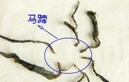 馬蹄竟然還能喝？普洱茶里的馬蹄你有了解過嗎？